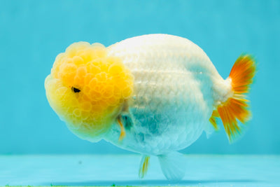 A Grade Lemonhead LionQueen 4.5 inches #0329LC_19