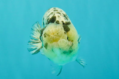 White Tiger Ranchu Female 5-5.5 inches #102326RC_04