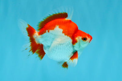 AAA Grade Red White Ryukin Male 4-4.5 inches #032726RK_28