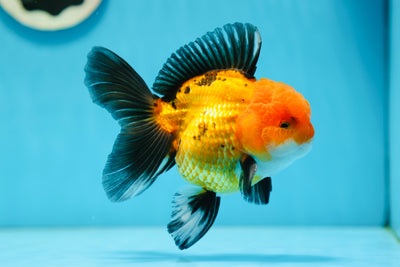 AAA Grade Tricolor Oranda Male 5 inches #0818OR_19