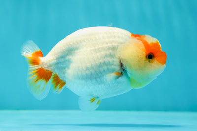 Red White Lionchu Female 4-4.5 inches #0329LC_15