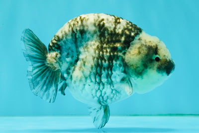 A Grade Tiger Blue Base Ranchu Female 4.5 inches #081426RC_21