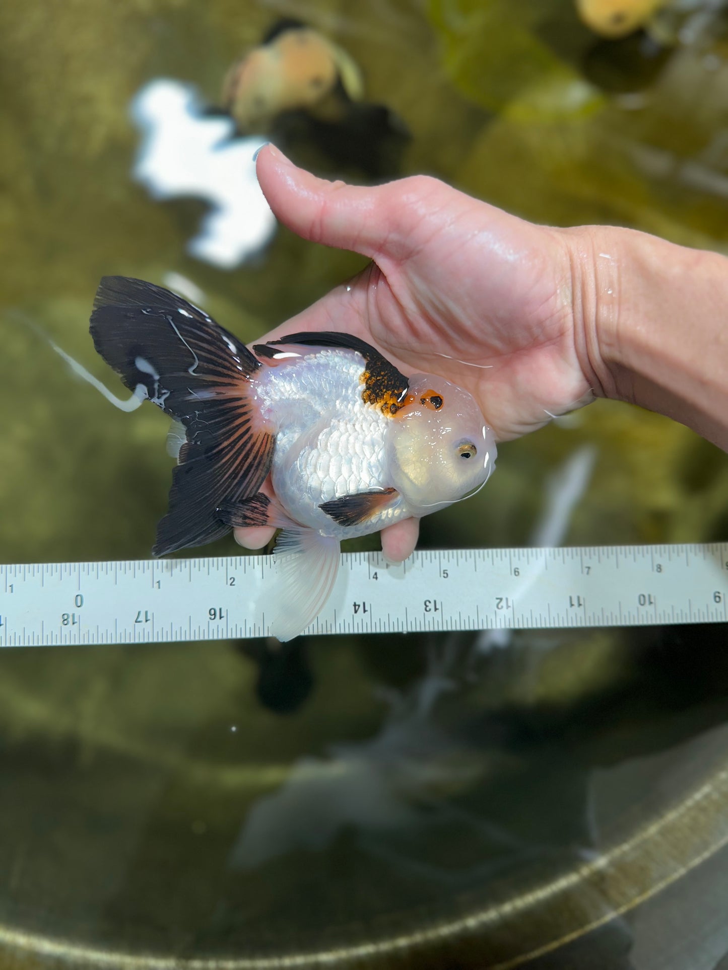 Snow Wen Tricolor Oranda Female 5.5 inches #032825OR_10