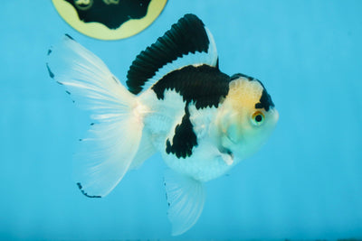 Panda Oranda Male 5 inches #091225OR_22