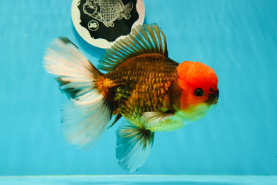 AAA Grade Red Head Tricolor Giant Generation Oranda Male 6 inches #0322OR_14