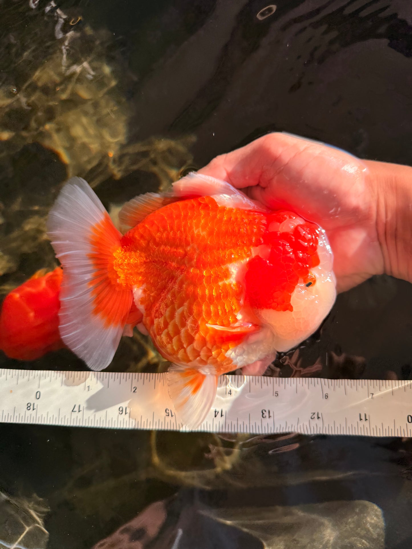 BIG WEN AAA Grade Beautiful Red White Yuanbao Male 6-6.5 inches #071026YB_07