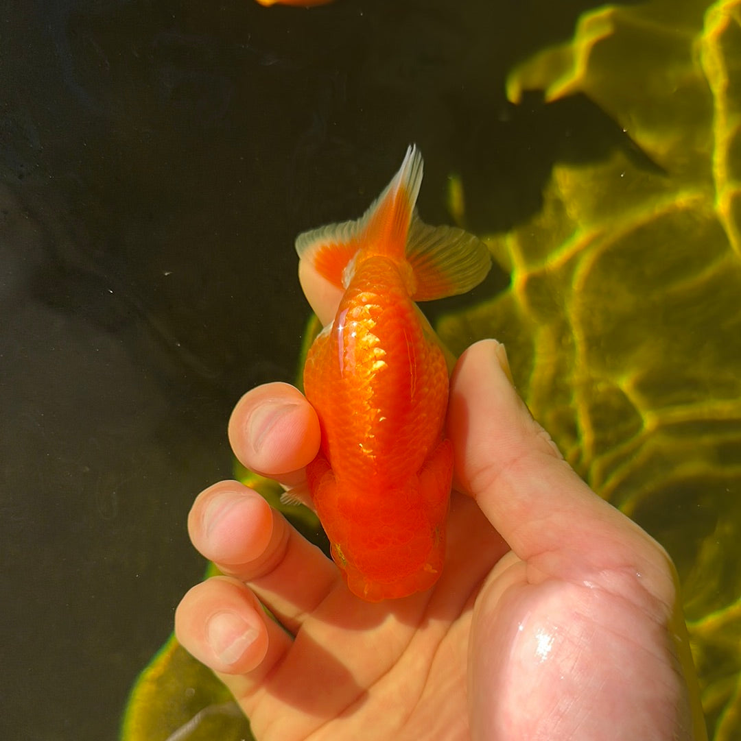 Red White Lionchu 3.5 inches #0908LC_12