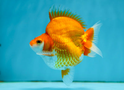 AAA Grade Ryukin Male 4 inches #0922RK_04