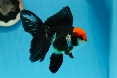 AAA Grade Tricolor Oranda Male 5 inches #0825OR_05