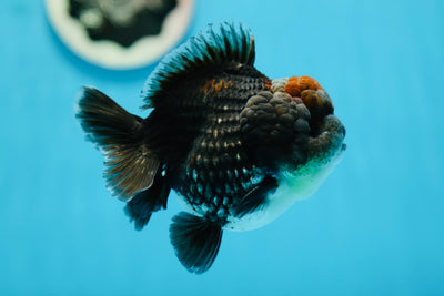 AAA Grade Special Dark Kirin Yuanbao Male 4 inches #0929YB_03