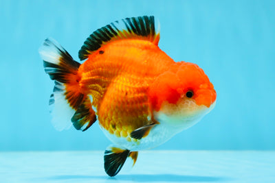 Femelle Yuanbao tricolore de catégorie A 4-4,5 pouces #1103YB_09