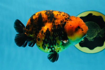 AAA Grade Tiger LionKing 4-4.5 inches #053025LC_10