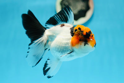 AAA Grade Tricolor Oranda Female 5 inches #0825OR_04