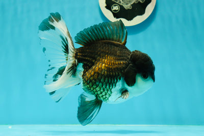 Grado A Panda Oranda Macho 5-5.5 pulgadas #0329OR_04