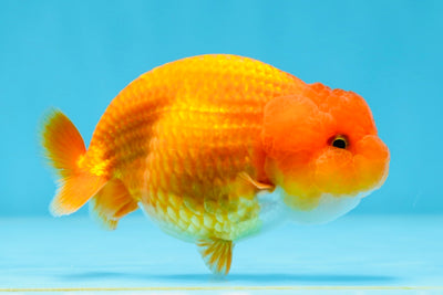 A Grade Cherry Baby Red Baby LionQueen 3-3.5 inches #020725LC_05