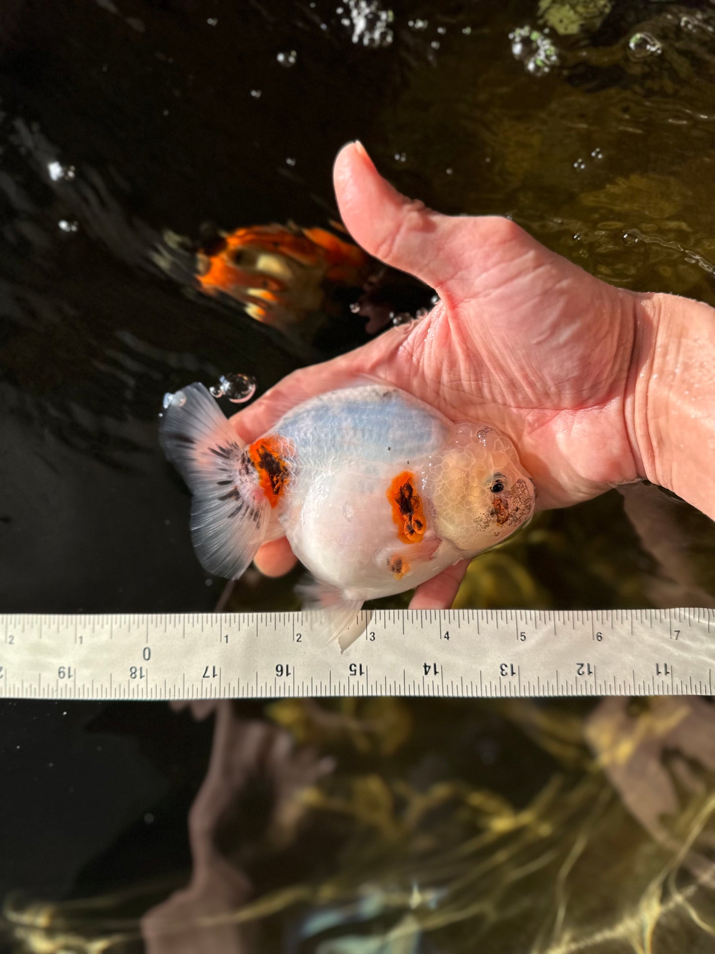 AAA Grade Marble Yuanbao Female 5 inches #031425_18