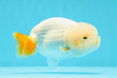 Super Cute Orange White Head 3 Tails Lionchu Female 4.5 inches #0607LC_17