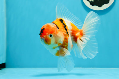 AAA Grade Young Godzilla Sakura Oranda Male 5-5.5 inches #0503OR_15