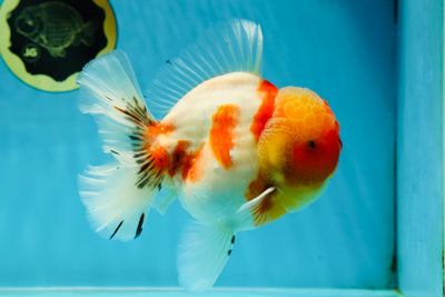 AAA Grade Godzilla Kohaku Sakura Oranda Male 5-5.5 inches #050925OR_56