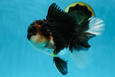 Chubby Cheek Tricolor Oranda Male 5.5 inches #053025OR_31