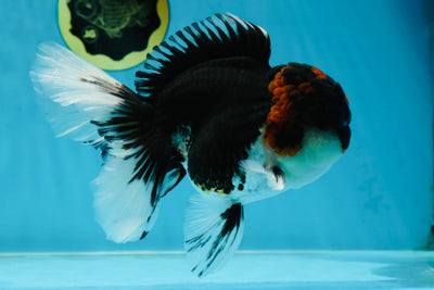 A Grade Tricolor Oranda Male 6.5 inches #060625OR_17