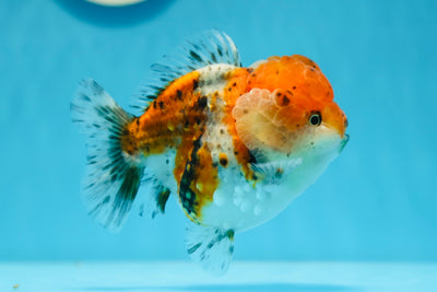 AAA Grade Big Head Calico Yuanbao Male 4.5 inches #0929YB_04