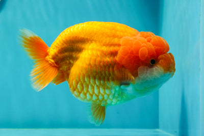 Show Grade Chunky Red LionQueen 6 inches #0322LC_10