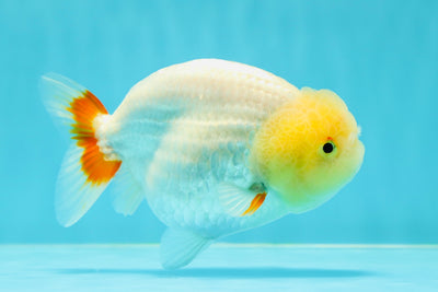 🍋 Baby Lemonhead Lionchu Female 5 inches #0412LC_01