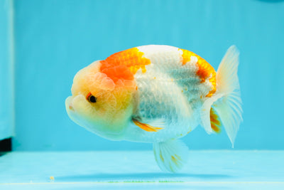 AAA Grade Red White Lipstick LionKing 4.5-5 inches #0517LC_17