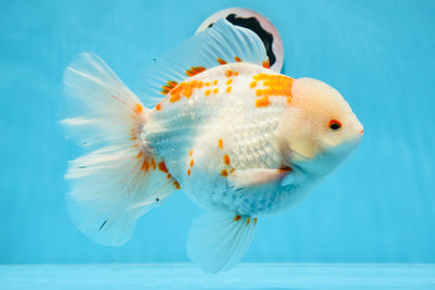 AAA Grade Jumbo Red White Oranda Male 7.5 inches #0719OR_02