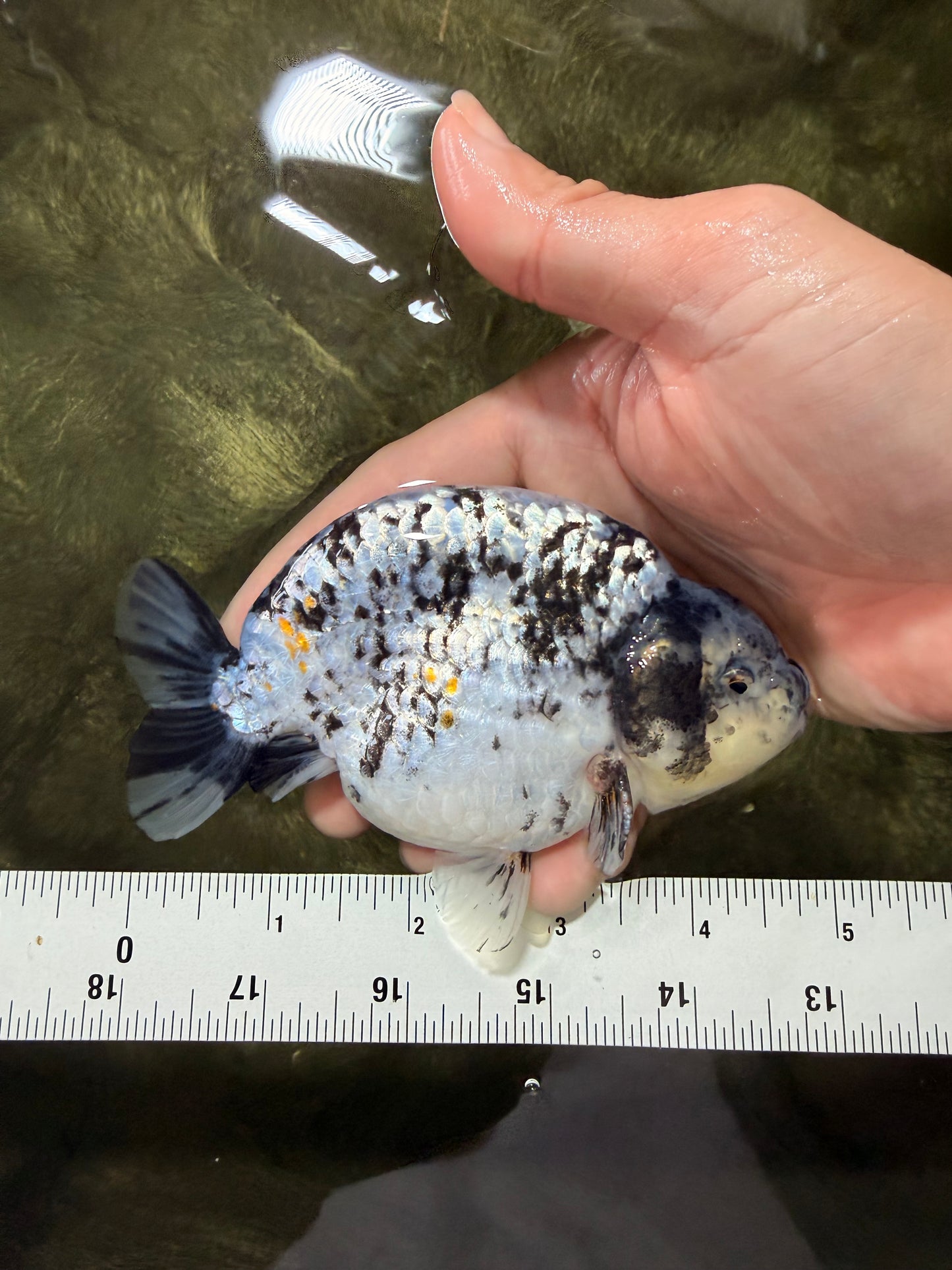 A Grade Tiger Ranchu Male 4.5-5 inches #081426RC_23