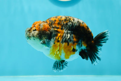 Calico Kirin LionQueen de qualité AAA 4,5 pouces #0412LC_09