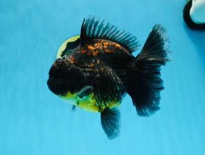 A Grade CHONKY Kirin Oranda Female 6.5 inches #072525OR_20