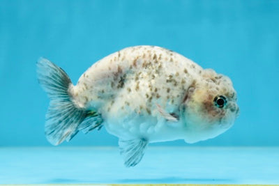 Super Cute Pepper Lionchu Male 4 inches #022825LC_20