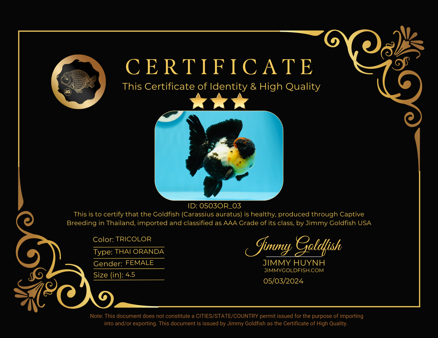 AAA Grade Volcano Tricolor Oranda Female 4.5 inches #0503OR_03