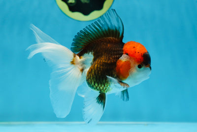Young Tricolor Oranda Male 4.5 inches #061325_02