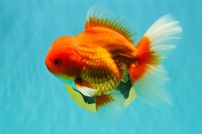 A Grade Red White Oranda Male 6 inches #101626OR_06