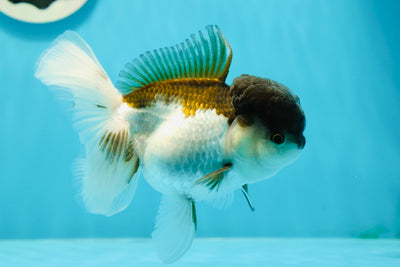 Panda Oranda hembra de grado A de 5 pulgadas n.° 0112OR_05