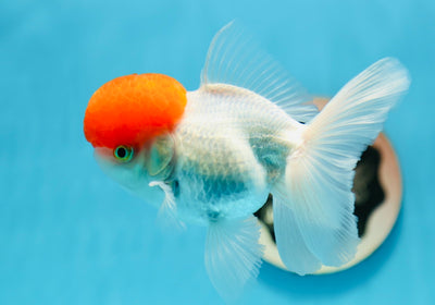 AAA Grade Tomato Head Oranda Female 4.5 inches #0825OR_03