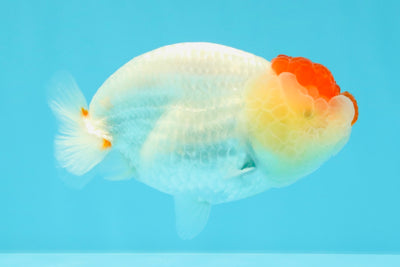 A Grade Tancho Red White LionQueen 4-4.5 inches #031326LC_08