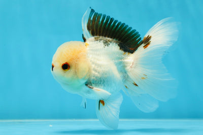 A Grade Tricolor Oranda Male 4.5-5 inches #051625OR_26