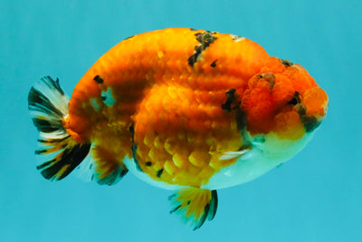 A Grade Tricolor Tiger Ranchu Male 5.5 inches #102326RC_05