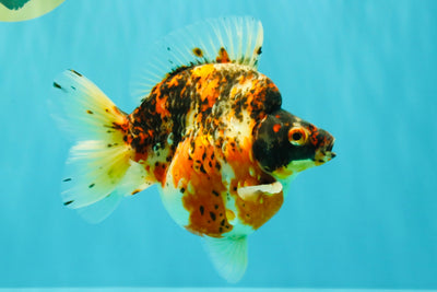 AAA Grade Special Indonesia Calico Ryukin Male 6-6.5 inches #100226RK_01