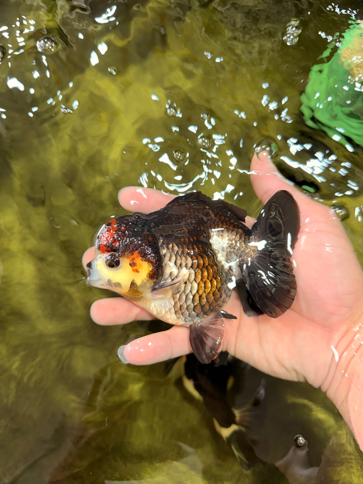ADORABLE A Grade Tricolor Yuanbao Male 4.5 inches #051526YB_08