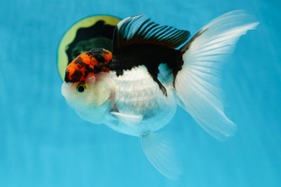 Tricolor Oranda Female 5-5.5 inches #030725OR_18