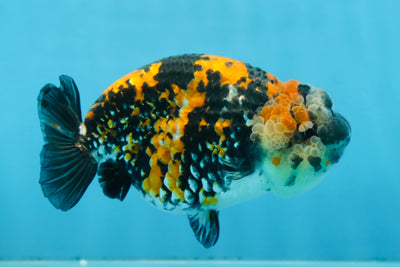 A Grade SUPER CUTE Tricolor Tiger LionQueen 5 inches #091225LC_07