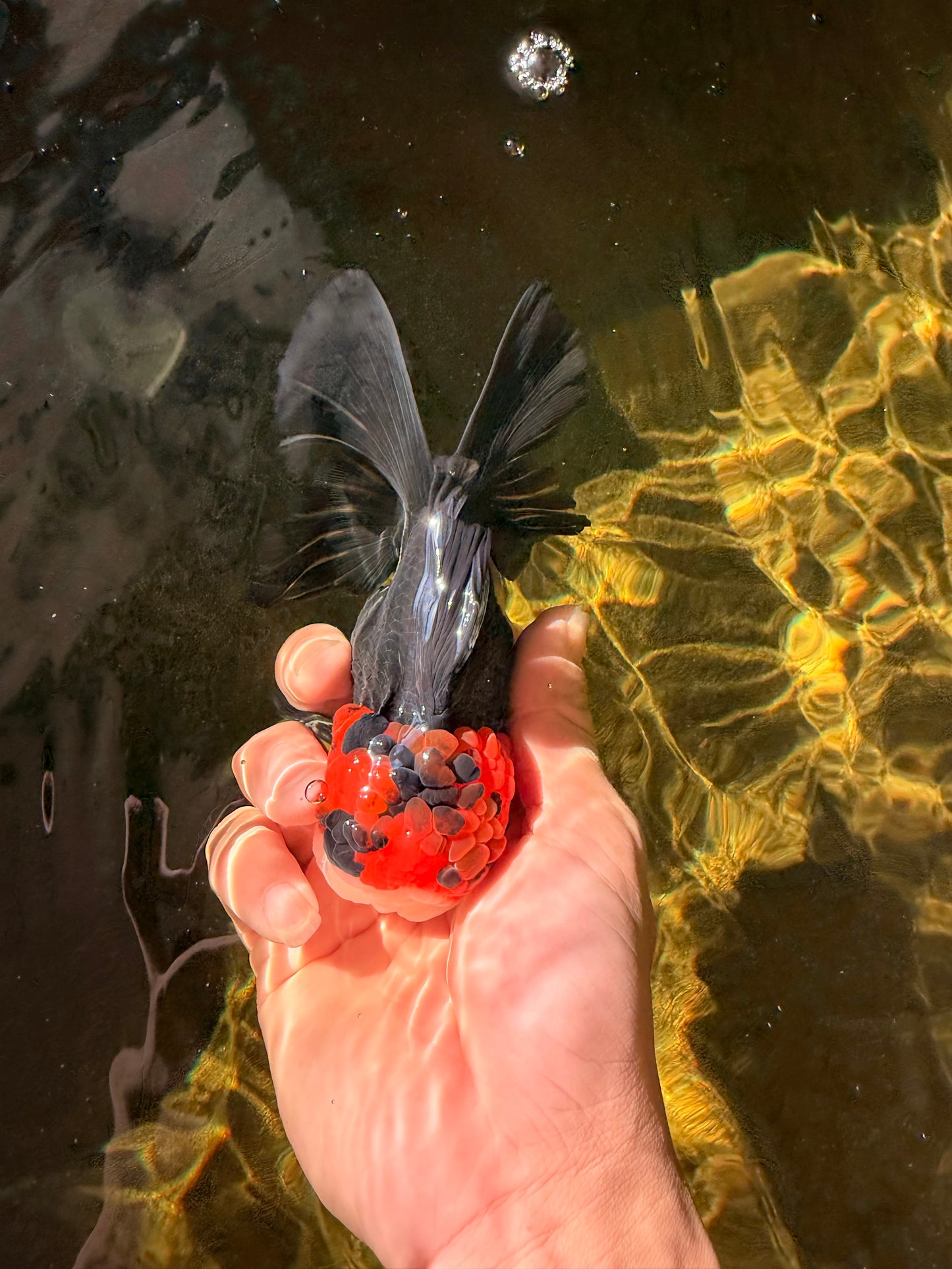 Tricolor Button Eyes Oranda Male 5.5 inches #032026OR_15