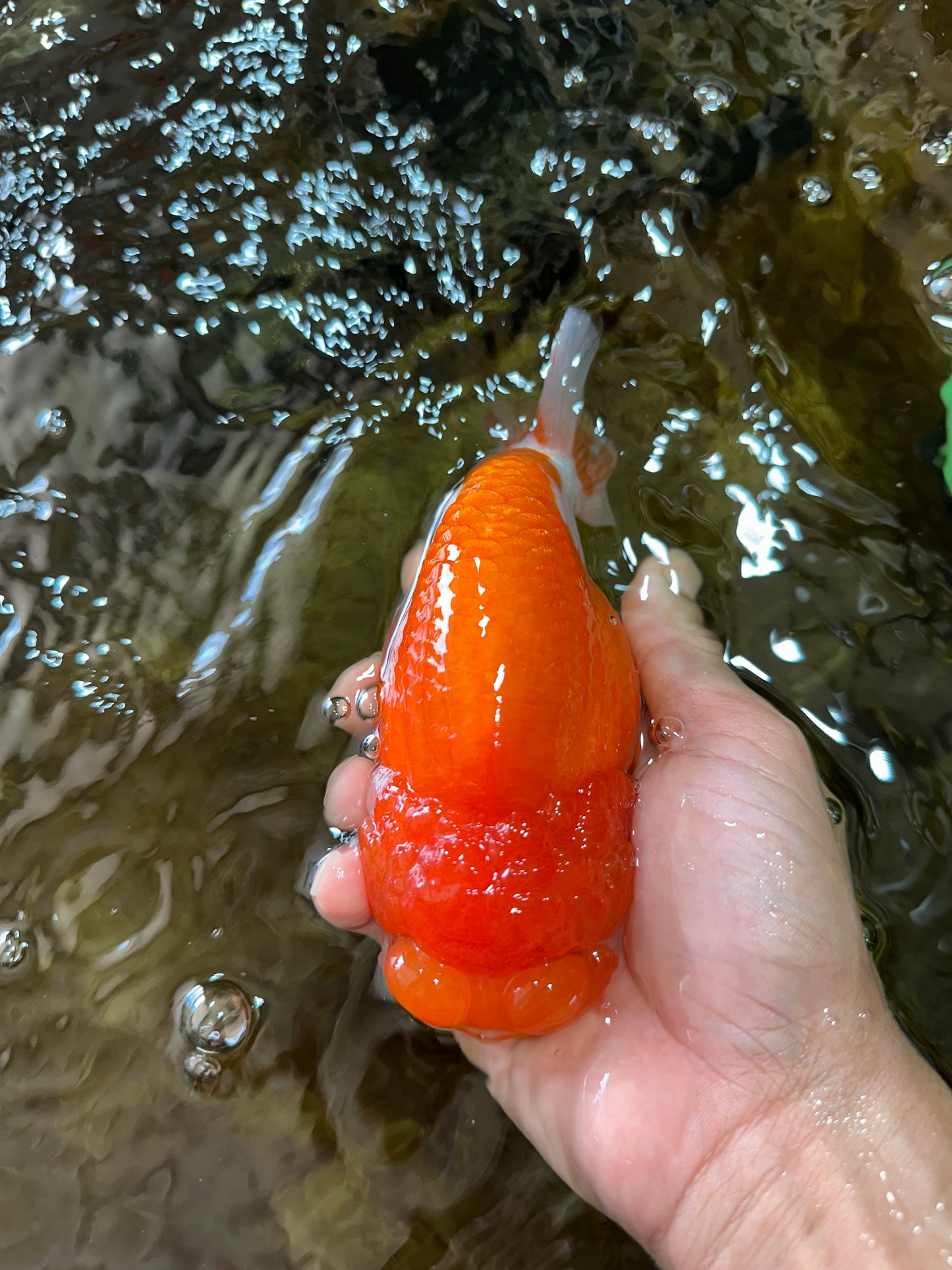 A Grade Red White LionQueen 5.5 inches #080825LC_28