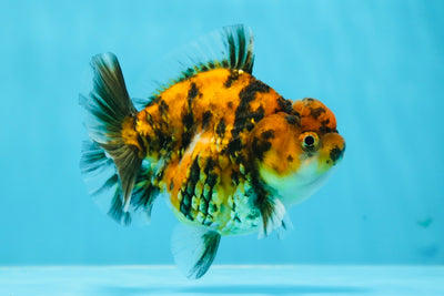 AAA Grade Tiger Yuanbao Female 3.5-4 inches #1027YB_08