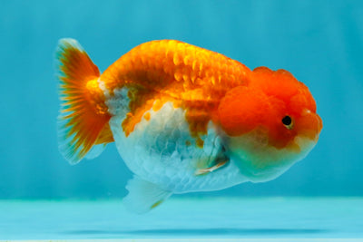 Baby Red White Big Wen Lionchu Male 3.5 inches #0202LC_03